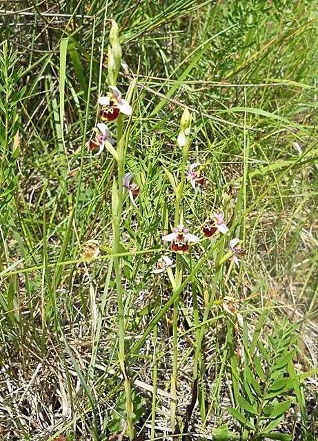 Ophrys tetraloniae